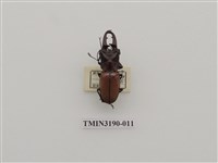 藏品(艷細身赤鍬形蟲)的圖片